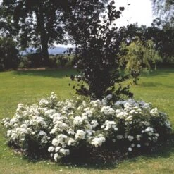 'White Cover'® Rosa X 'White Cover'® (Bunddækkerose) A-Kvalitet,- Barrods Roser Min. 3 Grene 19 'White Cover'® Rosa X 'White Cover'® (Bunddækkerose) A-Kvalitet,- Barrods Roser Min. 3 Grene -Sirius Butik p376 52028 rosa x white cover bunddaekkerose 0581