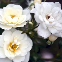 'White Cover'® Rosa X 'White Cover'® (Bunddækkerose) A-Kvalitet,- Barrods Roser Min. 3 Grene 20 'White Cover'® Rosa X 'White Cover'® (Bunddækkerose) A-Kvalitet,- Barrods Roser Min. 3 Grene -Sirius Butik p376 52029 rosa x white cover bunddaekkerose 1712