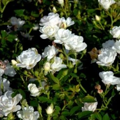 'White Cover'® Rosa X 'White Cover'® (Bunddækkerose) A-Kvalitet,- Barrods Roser Min. 3 Grene 21 'White Cover'® Rosa X 'White Cover'® (Bunddækkerose) A-Kvalitet,- Barrods Roser Min. 3 Grene -Sirius Butik p376 52030 rosa x white cover bunddaekkerose 22a9