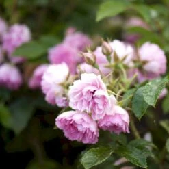 Rynket Rose 'Pink Grootendorst' Rosa Rugosa 'Pink Grootendorst' A-Kvalitet,- Barrods Roser Min. 3 Grene -Sirius Butik p380 52499 rosa rugosa pink grootendorst 319b