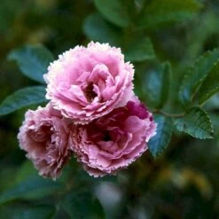 Rynket Rose 'Pink Grootendorst' Rosa Rugosa 'Pink Grootendorst' A-Kvalitet,- Barrods Roser Min. 3 Grene -Sirius Butik p380 52500 rosa rugosa pink grootendorst 56de