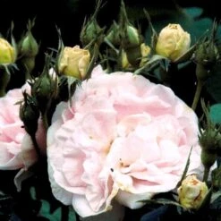 'Maidens Blush' Rosa Alba 'Maidens Blush' (Albarose) A-Kvalitet,- Barrods Roser Min. 3 Grene 7 'Maidens Blush' Rosa Alba 'Maidens Blush' (Albarose) A-Kvalitet,- Barrods Roser Min. 3 Grene -Sirius Butik p381 52456 rosa alba maidens blush albarose d1ff