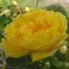 'Persian Yellow' (syn. Persiana) Rosa Foetida 'Persian Yellow' (Buskrose) A-Kvalitet,- Barrods Roser Min. 3 Grene