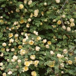 Gul Kinarose Rosa Hugonis (Hugo-rose) A-Kvalitet,- Barrods Roser Min. 3 Grene -Sirius Butik p384 52870 rosa hugonis hugo rose 1206