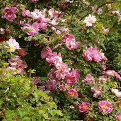 'Marguerite Hilling' Rosa Moyesii 'Marguerite Hilling' (Mandarinrose) A-Kvalitet,- Barrods Roser Min. 3 Grene 8 'Marguerite Hilling' Rosa Moyesii 'Marguerite Hilling' (Mandarinrose) A-Kvalitet,- Barrods Roser Min. 3 Grene -Sirius Butik p386 52459 rosa moyesii marguerite hilling mandarinrose 6ec9