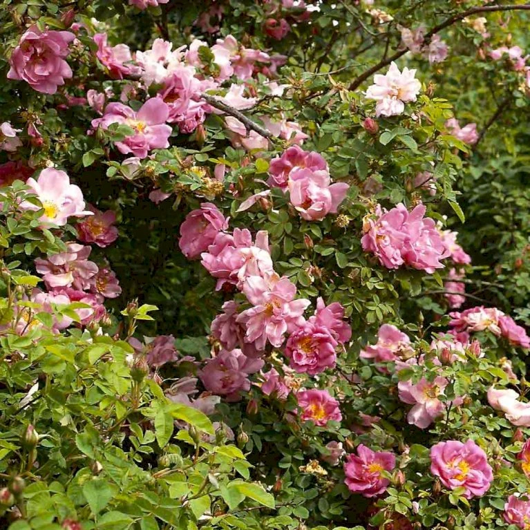 'Marguerite Hilling' Rosa Moyesii 'Marguerite Hilling' (Mandarinrose) A-Kvalitet,- Barrods Roser Min. 3 Grene 3 'Marguerite Hilling' Rosa Moyesii 'Marguerite Hilling' (Mandarinrose) A-Kvalitet,- Barrods Roser Min. 3 Grene - Billede 3