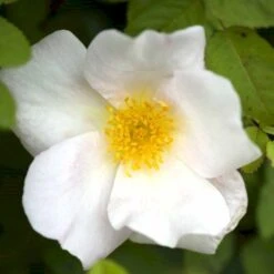 'Nevada' Rosa Moyesii 'Nevada' (Mandarinrose) A-Kvalitet,- Barrods Roser Min. 3 Grene -Sirius Butik p387 52476 rosa moyesii nevada mandarinrose e3ba