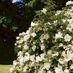 'Nevada' Rosa Moyesii 'Nevada' (Mandarinrose) A-Kvalitet,- Barrods Roser Min. 3 Grene -Sirius Butik p387 52477 rosa moyesii nevada mandarinrose 597f