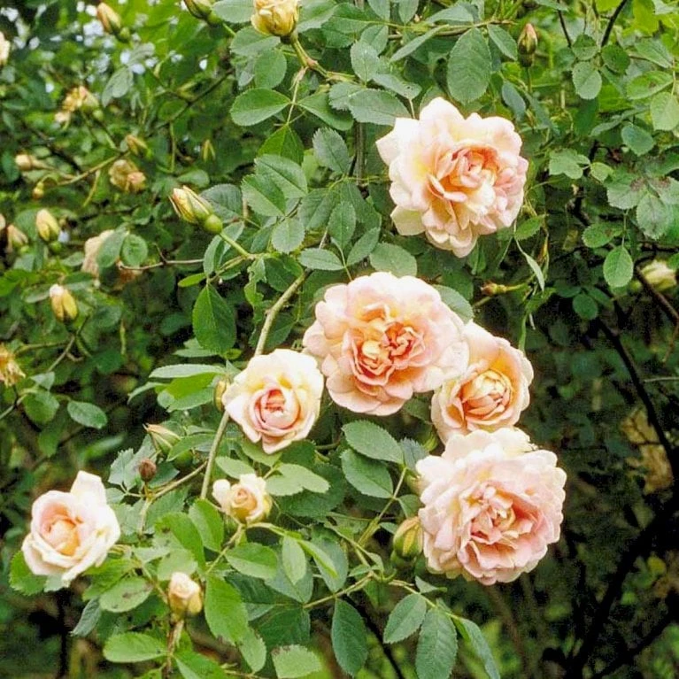 'Frühlingsduft'® Rosa Pimpinellifolia 'Frühlingsduft'® (Klitrose) A-Kvalitet,- Barrods Roser Min. 3 Grene 1 'Frühlingsduft'® Rosa Pimpinellifolia 'Frühlingsduft'® (Klitrose) A-Kvalitet,- Barrods Roser Min. 3 Grene