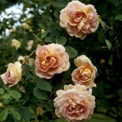 'Frühlingsduft'® Rosa Pimpinellifolia 'Frühlingsduft'® (Klitrose) A-Kvalitet,- Barrods Roser Min. 3 Grene 6 'Frühlingsduft'® Rosa Pimpinellifolia 'Frühlingsduft'® (Klitrose) A-Kvalitet,- Barrods Roser Min. 3 Grene -Sirius Butik p388 52394 rosa pimpinellifolia fruehlingsduft 01e6