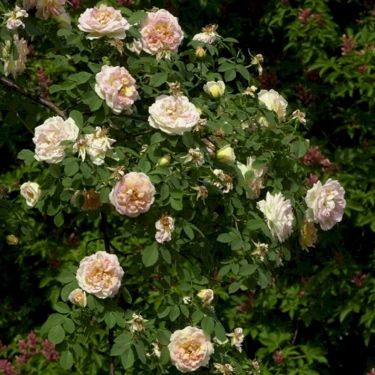 'Frühlingsduft'® Rosa Pimpinellifolia 'Frühlingsduft'® (Klitrose) A-Kvalitet,- Barrods Roser Min. 3 Grene 4 'Frühlingsduft'® Rosa Pimpinellifolia 'Frühlingsduft'® (Klitrose) A-Kvalitet,- Barrods Roser Min. 3 Grene - Billede 4