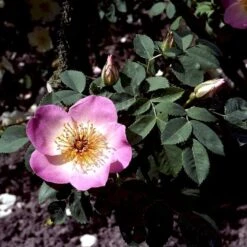 'Frühlingsmorgen'® Rosa Pimpinellifolia 'Frühlingsmorgen'® (Klitrose) A-Kvalitet,- Barrods Roser Min. 3 Grene