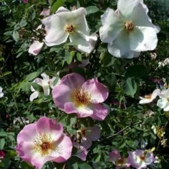 'Frühlingsmorgen'® Rosa Pimpinellifolia 'Frühlingsmorgen'® (Klitrose) A-Kvalitet,- Barrods Roser Min. 3 Grene 5 'Frühlingsmorgen'® Rosa Pimpinellifolia 'Frühlingsmorgen'® (Klitrose) A-Kvalitet,- Barrods Roser Min. 3 Grene -Sirius Butik p390 53573 rosa pimpinellifolia fruehlingsmorgen klitrose 60ca