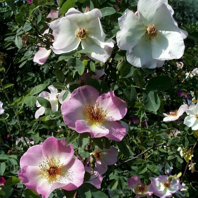 'Frühlingsmorgen'® Rosa Pimpinellifolia 'Frühlingsmorgen'® (Klitrose) A-Kvalitet,- Barrods Roser Min. 3 Grene 3 'Frühlingsmorgen'® Rosa Pimpinellifolia 'Frühlingsmorgen'® (Klitrose) A-Kvalitet,- Barrods Roser Min. 3 Grene - Billede 3