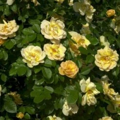 'Maigold'® Rosa Pimpinellifolia 'Maigold'® (Klitrose) A-Kvalitet,- Barrods Roser Min. 3 Grene -Sirius Butik p391 53608 rosa pimpinellifolia maigold klitrose 5b4a