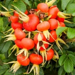 Rynket Rose 'Fru Dagmar Hastrup' Rosa Rugosa 'Fru Dagmar Hastrup' A-Kvalitet,- Barrods Roser Min. 3 Grene -Sirius Butik p392 54008 rosa rugosa fru dagmar hastrup d459