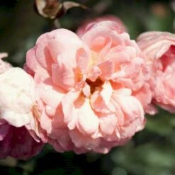 'Sissel™ Renaissance'® Rosa X 'Sissel™ Renaissance'® (Renaissancerose) A-Kvalitet,- Barrods Roser Min. 3 Grene