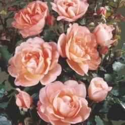 'Sissel™ Renaissance'® Rosa X 'Sissel™ Renaissance'® (Renaissancerose) A-Kvalitet,- Barrods Roser Min. 3 Grene -Sirius Butik p3949 52202 rosa x sissel renaissance renaissancerose c933