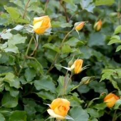 'Sahara'® Rosa X 'Sahara'® A-Kvalitet,- Barrods Roser Min. 3 Grene -Sirius Butik p3952 52886 rosa x sahara storblomstrende 26de