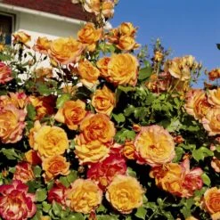 'Sahara'® Rosa X 'Sahara'® A-Kvalitet,- Barrods Roser Min. 3 Grene -Sirius Butik p3952 54035 rosa x sahara storblomstrende c256