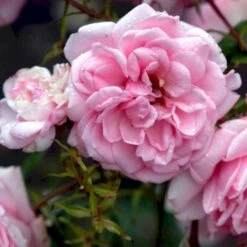 'Home And Garden'® Rosa X 'Home And Garden'® (Buketrose) A-Kvalitet,- Barrods Roser Min. 3 Grene