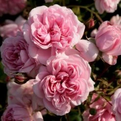 'Home And Garden'® Rosa X 'Home And Garden'® (Buketrose) A-Kvalitet,- Barrods Roser Min. 3 Grene -Sirius Butik p3953 53583 rosa x home and garden buketrose 0cd5