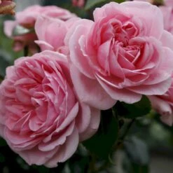 'Home And Garden'® Rosa X 'Home And Garden'® (Buketrose) A-Kvalitet,- Barrods Roser Min. 3 Grene -Sirius Butik p3953 53584 rosa x home and garden buketrose 2e50