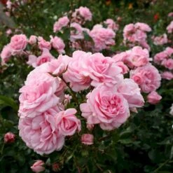 'Home And Garden'® Rosa X 'Home And Garden'® (Buketrose) A-Kvalitet,- Barrods Roser Min. 3 Grene -Sirius Butik p3953 53585 rosa x home and garden buketrose 3288
