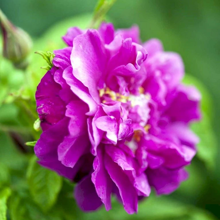 Rynket Rose 'Hansa' Rosa Rugosa 'Hansa' A-Kvalitet,- Barrods Roser Min. 3 Grene 1 Rynket Rose 'Hansa' Rosa Rugosa 'Hansa' A-Kvalitet,- Barrods Roser Min. 3 Grene