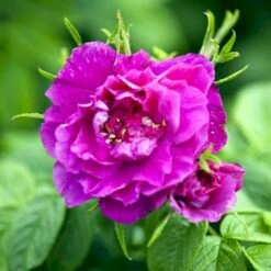 Rynket Rose 'Hansa' Rosa Rugosa 'Hansa' A-Kvalitet,- Barrods Roser Min. 3 Grene 6 Rynket Rose 'Hansa' Rosa Rugosa 'Hansa' A-Kvalitet,- Barrods Roser Min. 3 Grene -Sirius Butik p395 52418 rosa rugosa hansa b3be