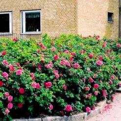 Rynket Rose 'Hansa' Rosa Rugosa 'Hansa' A-Kvalitet,- Barrods Roser Min. 3 Grene 7 Rynket Rose 'Hansa' Rosa Rugosa 'Hansa' A-Kvalitet,- Barrods Roser Min. 3 Grene -Sirius Butik p395 52419 rosa rugosa hansa 5736