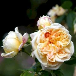 'Alchymist' Rosa X 'Alchymist' (Slyngrose) A-Kvalitet,- Barrods Roser Min. 3 Grene -Sirius Butik p3977 52300 rosa x alchymist slyngrose 392b