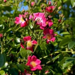 'American Pillar' Rosa X 'American Pillar' (Slyngrose) A-Kvalitet,- Barrods Roser Min. 3 Grene -Sirius Butik p3978 52304 rosa x american pillar slyngrose e5fb