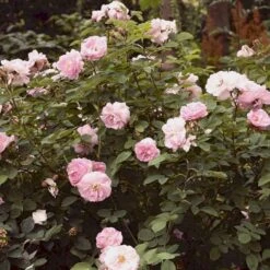 'Celestial' Rosa Alba 'Celestial' (Albarose) A-Kvalitet,- Barrods Roser Min. 3 Grene -Sirius Butik p3987 52326 rosa alba celestial albarose 9876