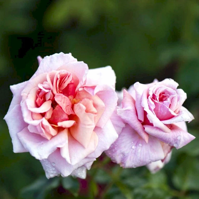 'Aloha' Rosa X 'Aloha' (Slyngrose) A-Kvalitet,- Barrods Roser Min. 3 Grene 1 'Aloha' Rosa X 'Aloha' (Slyngrose) A-Kvalitet,- Barrods Roser Min. 3 Grene