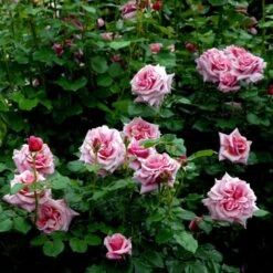 'Aloha' Rosa X 'Aloha' (Slyngrose) A-Kvalitet,- Barrods Roser Min. 3 Grene 8 'Aloha' Rosa X 'Aloha' (Slyngrose) A-Kvalitet,- Barrods Roser Min. 3 Grene -Sirius Butik p398 52302 rosa x aloha buskrose d40f