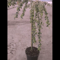 Dværgmispel 'Juliette' Cotoneaster Suecicus 'Juliette' Opstammet 40 Cm. Med Potte 7 Dværgmispel 'Juliette' Cotoneaster Suecicus 'Juliette' Opstammet 40 Cm. Med Potte -Sirius Butik p3991 2959 cotoneaster suecicus juliette 7cc4