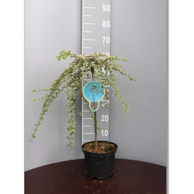 Dværgmispel 'Juliette' Cotoneaster Suecicus 'Juliette' Opstammet 40 Cm. Med Potte 1 Dværgmispel 'Juliette' Cotoneaster Suecicus 'Juliette' Opstammet 40 Cm. Med Potte