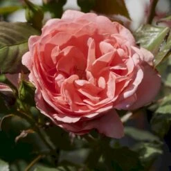'Amelia™ Renaissance'® Rosa X 'Amelia™ Renaissance'® (Renaissancerose) A-Kvalitet,- Barrods Roser Min. 3 Grene -Sirius Butik p399 52090 rosa x amelia renaissance renaissancerose 6d77