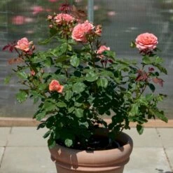 'Amelia™ Renaissance'® Rosa X 'Amelia™ Renaissance'® (Renaissancerose) A-Kvalitet,- Barrods Roser Min. 3 Grene -Sirius Butik p399 52092 rosa x amelia renaissance renaissancerose a560