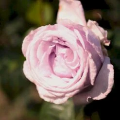 'Bering™ Renaissance'® Rosa X 'Bering™ Renaissance'® (Renaissancerose) A-Kvalitet,- Barrods Roser Min. 3 Grene