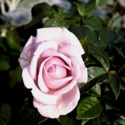 'Bering™ Renaissance'® Rosa X 'Bering™ Renaissance'® (Renaissancerose) A-Kvalitet,- Barrods Roser Min. 3 Grene -Sirius Butik p401 52113 rosa x bering renaissance renaissancerose 6f5c