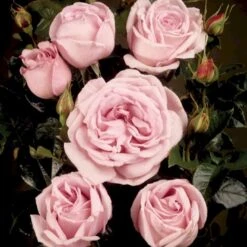 'Bering™ Renaissance'® Rosa X 'Bering™ Renaissance'® (Renaissancerose) A-Kvalitet,- Barrods Roser Min. 3 Grene -Sirius Butik p401 52114 rosa x bering renaissance renaissancerose 4559