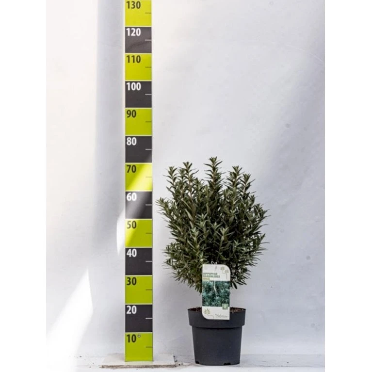 Havtorn 'Hikul' (han) Hippophae Rhamnoides 'Hikul' (han) Potte 4,0 Liter,- 50-60 Cm. 1 Havtorn 'Hikul' (han) Hippophae Rhamnoides 'Hikul' (han) Potte 4,0 Liter,- 50-60 Cm.