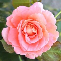 'Bonita™ Renaissance'® Rosa X 'Bonita™ Renaissance'® (Renaissancerose) A-Kvalitet,- Barrods Roser Min. 3 Grene -Sirius Butik p402 52121 rosa x bonita renaissance renaissancerose d03a