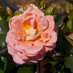 'Bonita™ Renaissance'® Rosa X 'Bonita™ Renaissance'® (Renaissancerose) A-Kvalitet,- Barrods Roser Min. 3 Grene -Sirius Butik p402 52122 rosa x bonita renaissance renaissancerose 04b8