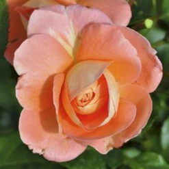'Bonita™ Renaissance'® Rosa X 'Bonita™ Renaissance'® (Renaissancerose) A-Kvalitet,- Barrods Roser Min. 3 Grene -Sirius Butik p402 52123 rosa x bonita renaissance renaissancerose bbec