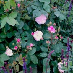 'Felicia' Rosa Moschata 'Felicia' (Moskusrose) A-Kvalitet,- Barrods Roser Min. 3 Grene -Sirius Butik p4033 52369 rosa moschata felicia moschatarose b108