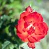 'Brillant'® Rosa X 'Brillant'® (Slyngrose) A-Kvalitet,- Barrods Roser Min. 3 Grene