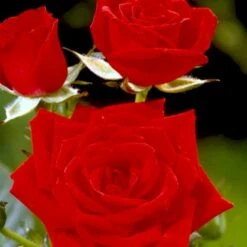 'Brillant'® Rosa X 'Brillant'® (Slyngrose) A-Kvalitet,- Barrods Roser Min. 3 Grene -Sirius Butik p403 52317 rosa x brillant slyngrose 72da